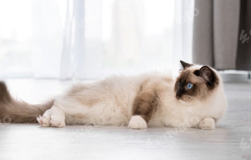 Preview: Ragdoll cat portrait