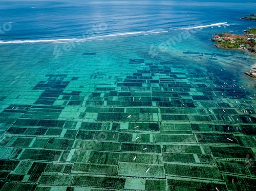 Preview: Nusa Lembongan – One of the islands' main sources of income is the seaweed plantation