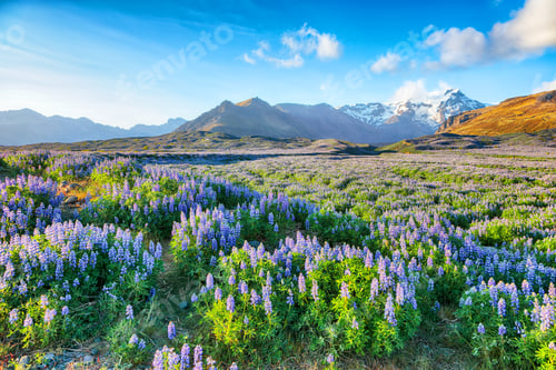 Preview: typical Icelandic landscape with field of blooming lupine flowers next to the mountains.