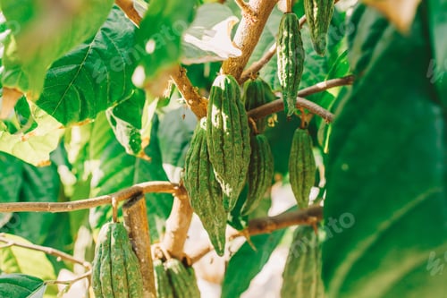 Preview: Cacao Tree (Theobroma cacao). Organic cocoa fruit pods in nature.