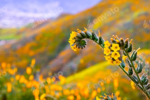 Preview: Fiddleneck wildflowers
