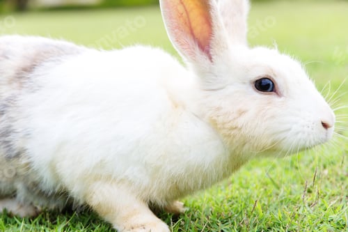 Preview: Close-up of cute bunny rabbit on the grass