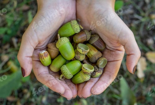 Preview: Acorns in Hands on Forest Floor, Autumn