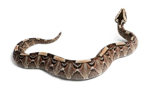 Preview: rhinoceros viper, river jack - Bitis nasicornis X gabonica, poisonous, white background