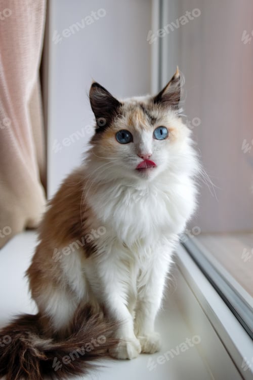 Preview: Portrait of adorable tortoiseshell fluffy cat with blue eyes stuck out tongue sitting near to a