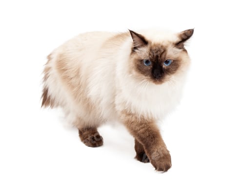 Preview: Gorgeous Ragdoll Cat Walking