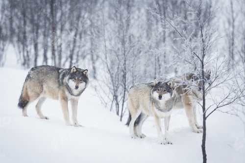 Preview: Three Wolves in the Snow
