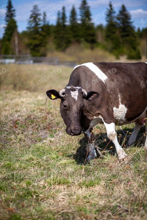 Preview: The cow eats fresh green grass on the lawn or in the field.