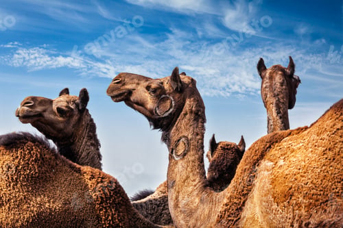 Preview: Camels at Pushkar Mela (Pushkar Camel Fair), India