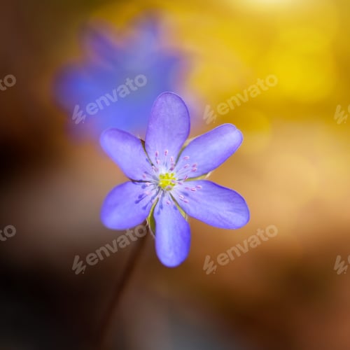 Preview: Spring flower close-up. Hepatica nobilis.