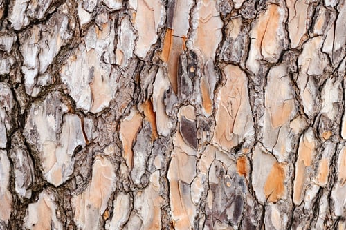 Preview: rustic wood bark texture background