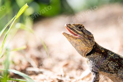 Preview: A tree agama, Acanthocercus cyanogaster, looks out of frame, mouth open