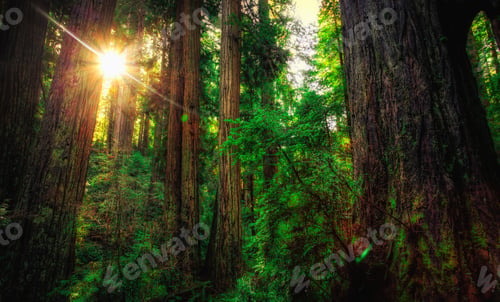 Preview: Beauty Of The Redwoods, Redwoods National & State Parks, California