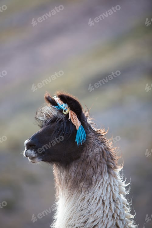 Preview: Portrait of beautiful Llama, Argentina