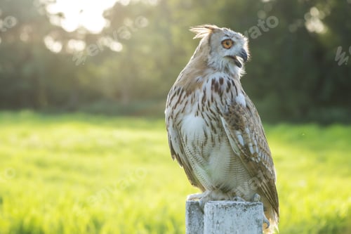 Preview: A Siberian eagle owl perches on a concrete post in a sunlit field.