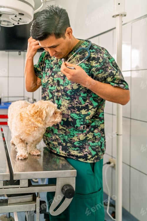 Preview: Veterinarian examining small dog in veterinary clinic