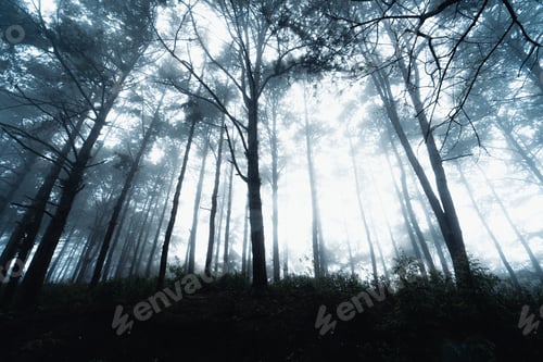 Preview: Pine forest in the mountains in the morning , south asia winter
