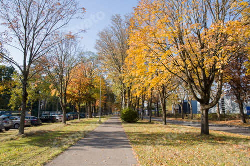 Preview: bike path in the park among autumn leaf fall, golden leaves on the trees
