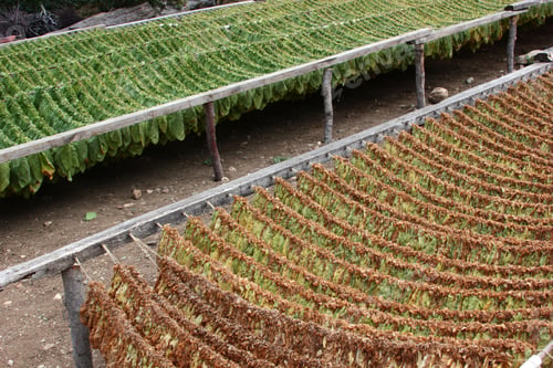 Preview: Suspended tobacco leaves - Drying tobacco leaves