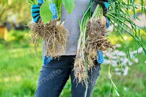 Preview: Close-up of roots of plant hosta narcissus sedum in hands of woman