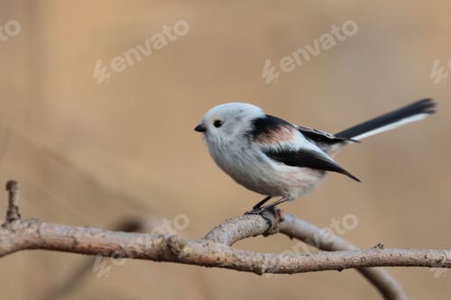 Preview: Small bird perched on a twig of a tree branch in a picturesque outdoor setting