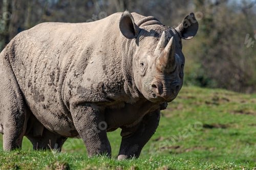 Preview: Black rhinoceros - Botswana
