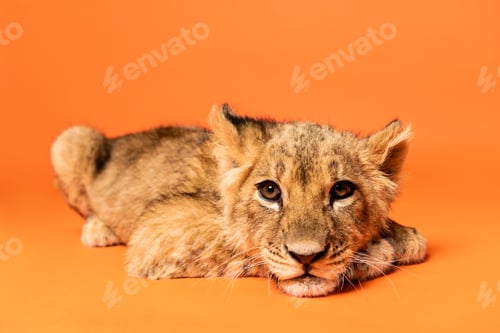 Preview: cute lion cub lying on orange background