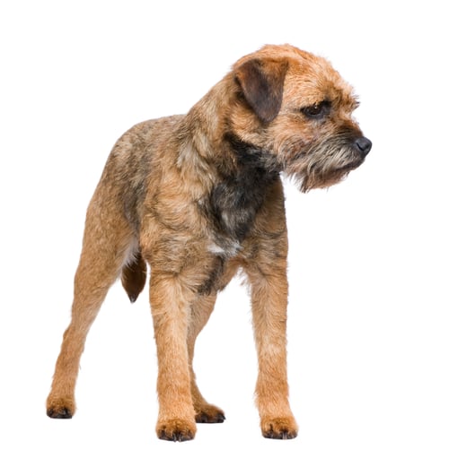 Preview: Border terrier