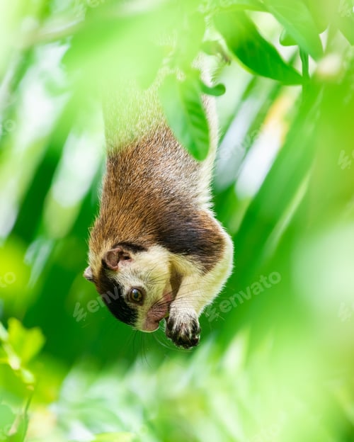 Preview: grizzled giant squirrel hanging down from a branch and holding a fruit in both hands