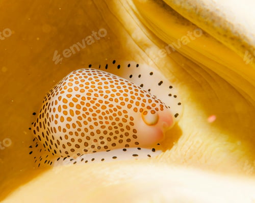 Preview: Colorful sea life underwater, shallow underwater seascape