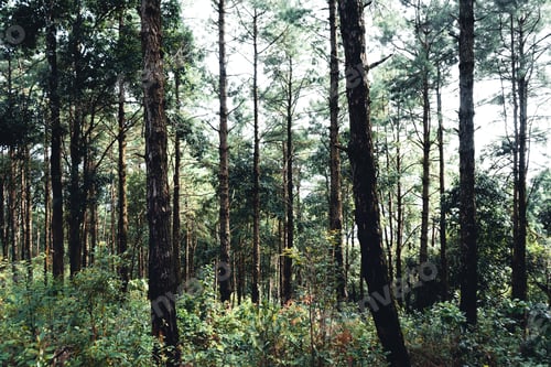 Preview: Summer forest and the road into the forest