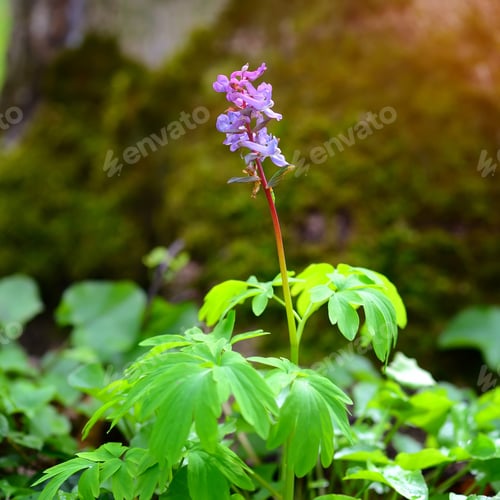 Preview: Hollowroot (in Latin: Corydalis cava) blooms in the forest