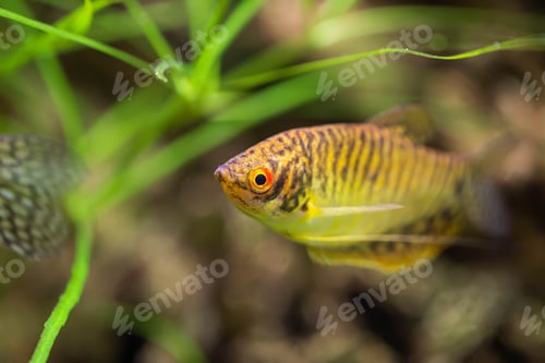 Preview: Freshwater aquarium fish