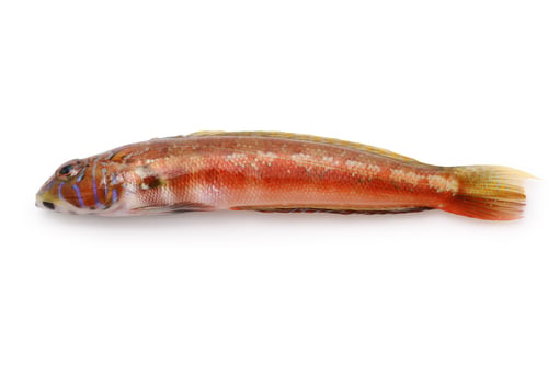 Preview: Rosy grub fish ( called Toragisu in Japan) is still an underutilized in Japan, but delicious fish.