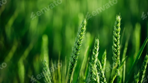 Preview: Macro close up of fresh young ears of young green wheat in spring summer field