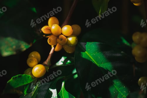 Preview: Coffee beans ripening on tree in North of thailand