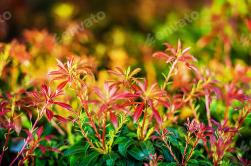 Vista previa: Reddish Green Garden Plants