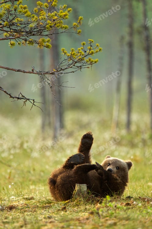 Preview: Brown bear cub playing (Ursus arctos) in Taiga Forest, Finland