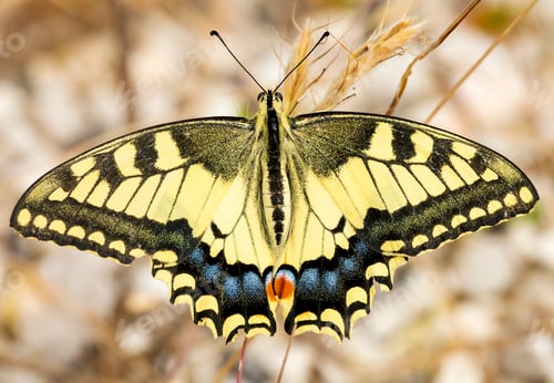 Preview: Beatiful butterfly on the plant in nature.