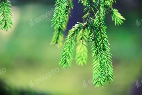 Preview: Pine tree, selective focus, blurry and bokeh background. Copy space. Banner. Morning dew on twig