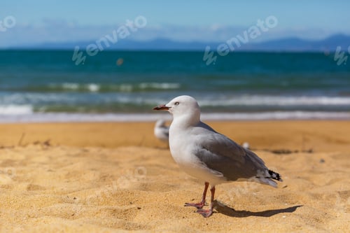 Preview: Gull