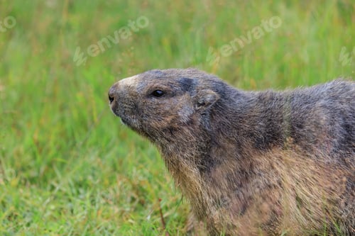 Preview: Alpine marmot (Marmota marmota) in the French Alps
