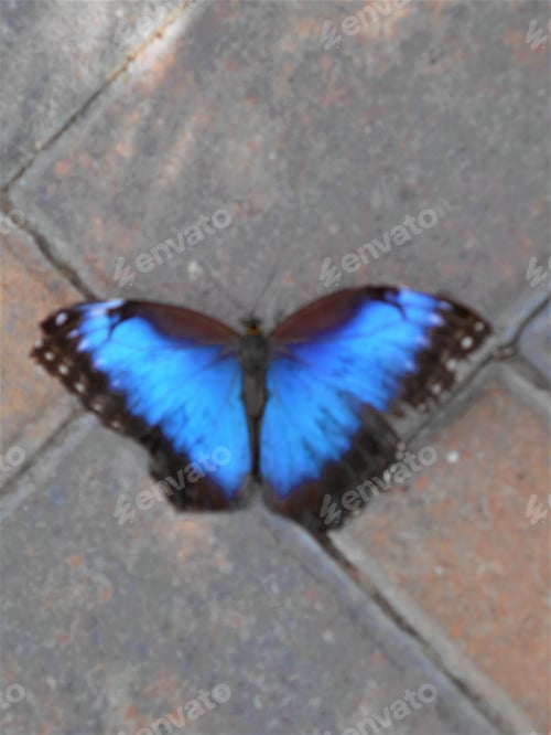 Preview: Mt Charleston Blue Butterfly
