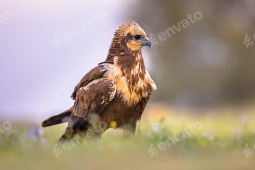 Preview: Marsh harrier female