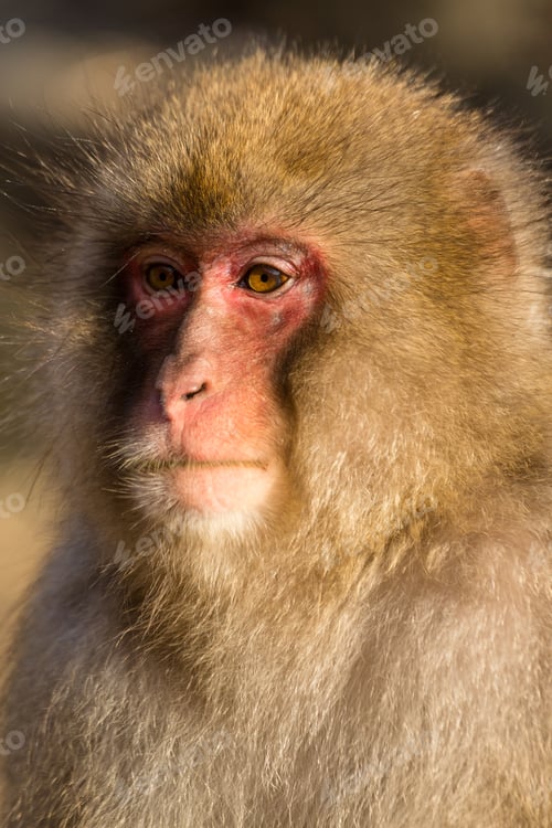 Japanese Macaque Portrait in Natural Light Setting