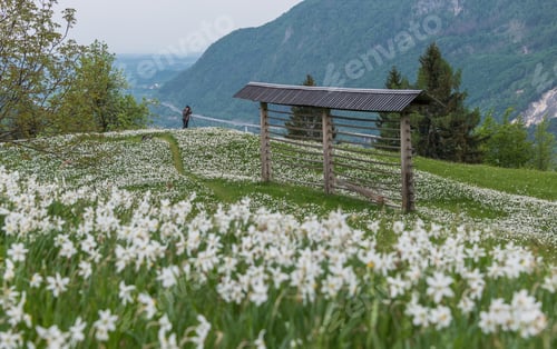 Preview: Daffodil flowers in spring