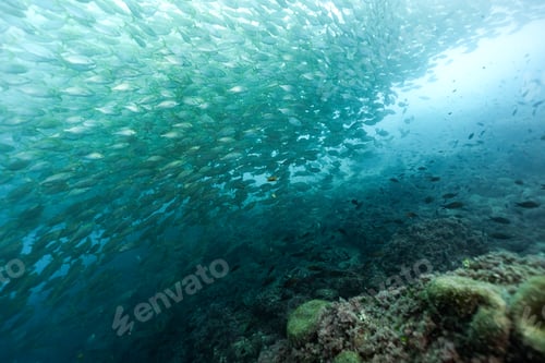 Preview: Big shoal of sargo fishes swimming over the bottom of the Atlantic Ocean