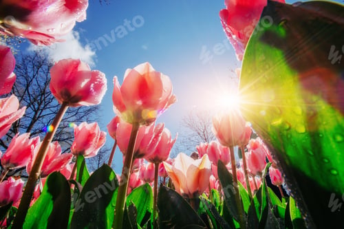 Preview: Pink tulips in the sunlight against the sky