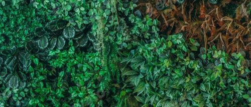 Preview: Close up group of background tropical green leaves texture and abstract background.