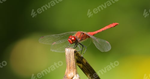 Preview: Scarlet Dragonfly (Crocothemis erythraea)